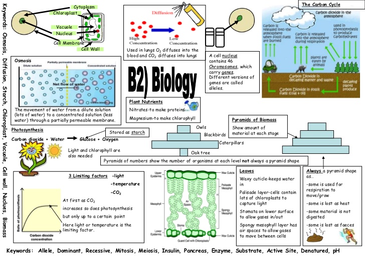 Example revision poster